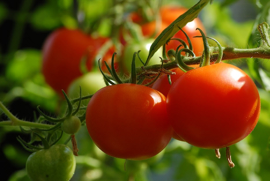 Hydroponic Tomatoes – Light