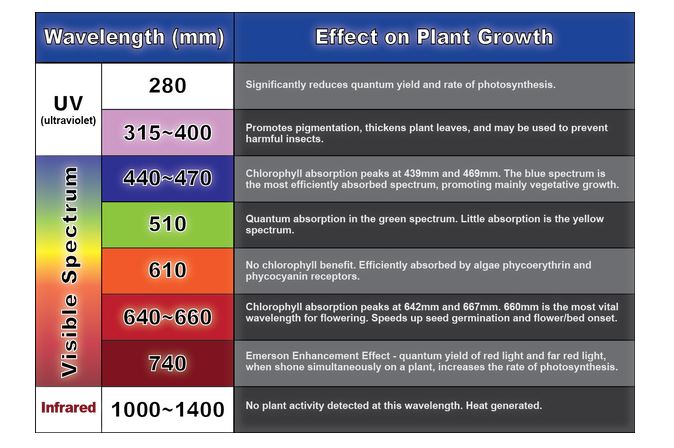 The Importance of Varied Color Temperatures in Indoor Gardening Grow Light Hydroponics