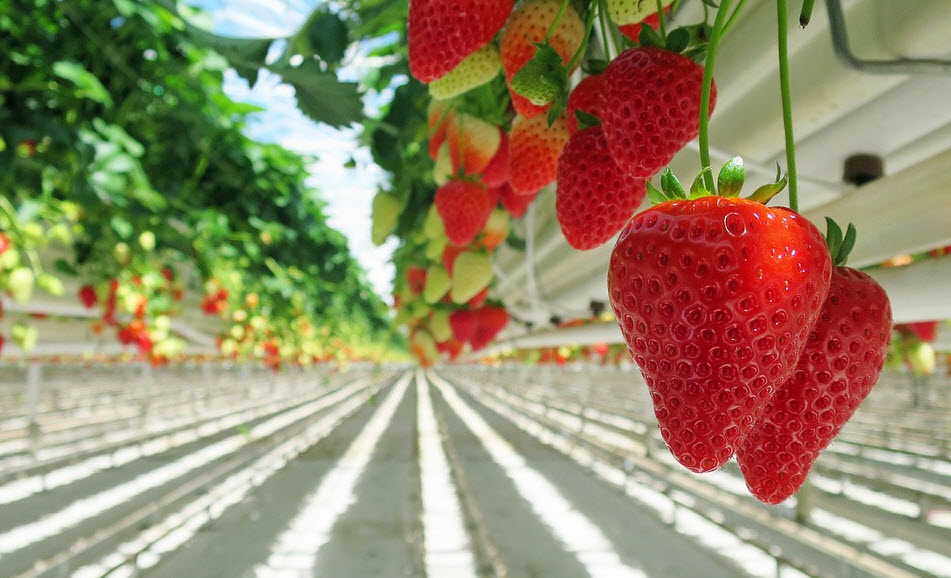How to Grow Strawberries Hydroponically