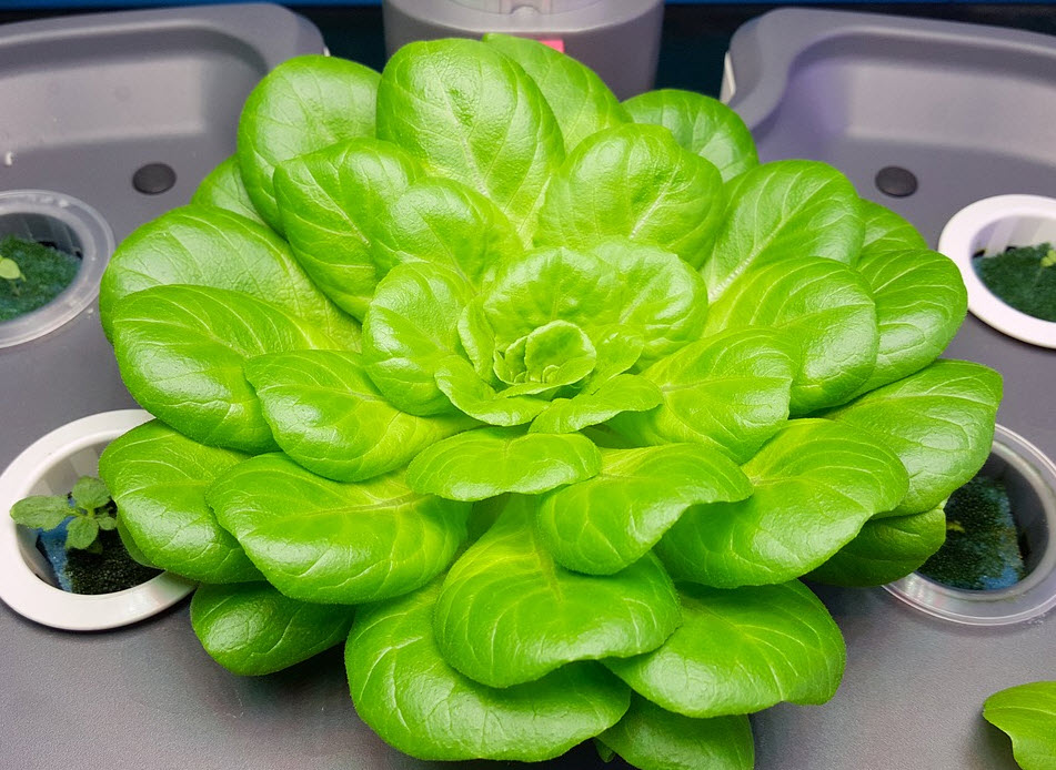 Is it Wrong to use a Hydroponic System for Growing Garden Plants Year Round?