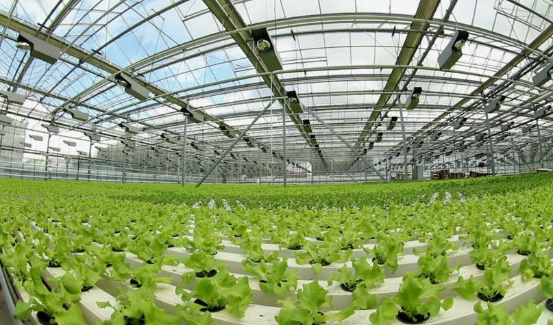 Six Types of Hydroponics Vegetable Growth Systems