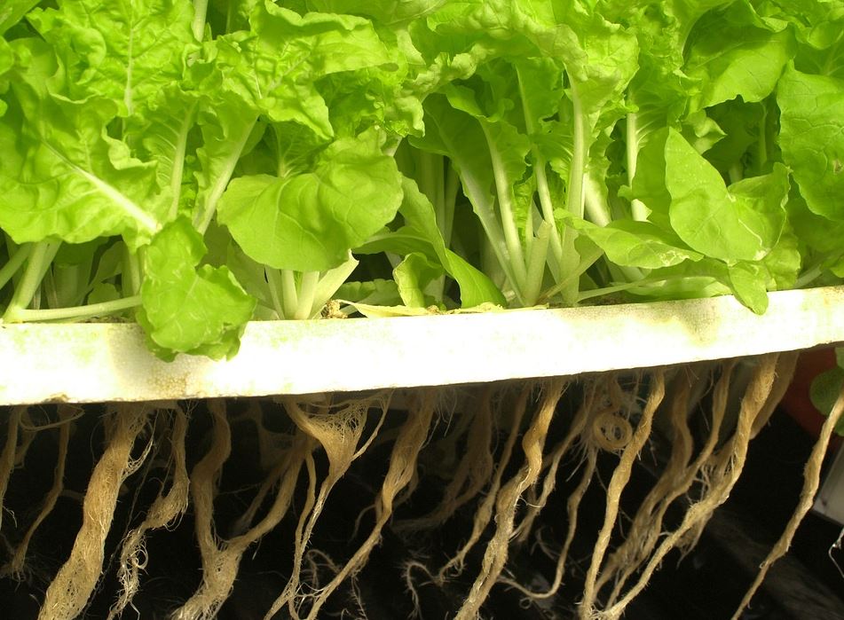 The Aeroponic System – How It Works