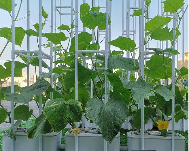 How to Find the Best Hydroponics Systems Out There