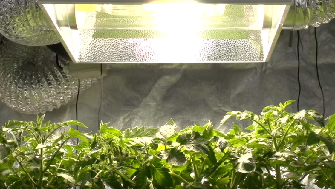 The Advantages of Hydroponic Lighting with Metal Halide