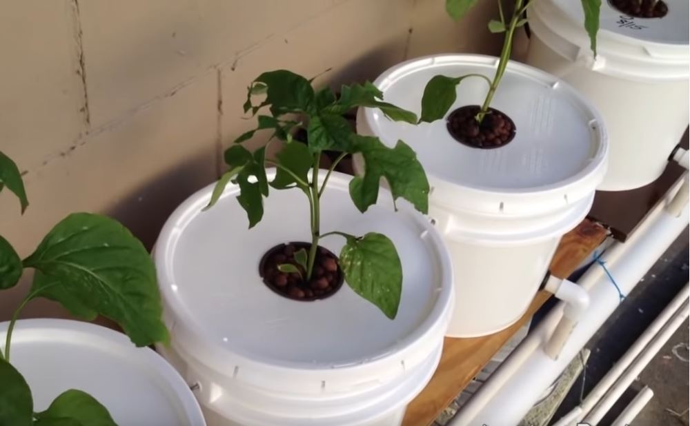 How to Make a 5 Gallon Pail Hydroponic System